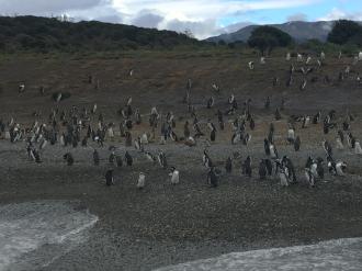 Passeio em Ushuaia. 