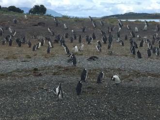 Passeio em Ushuaia. 