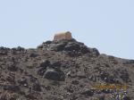Capela Ortodoxa no alto do Monte Sinai