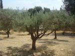 Jardim das Oliveiras.
