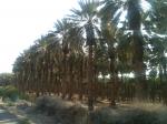 Tamareiras, no deserto, na estrada para Jerusalém.