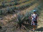 Na Casa Confradia - na plantação de agave azul matéria prima da Tequila.