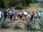 Na Casa Confradia - na plantação de agave azul matéria prima da Tequila.