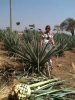 A Pinha ou Coração do Agave da Tequila.