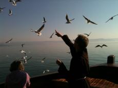 Uma revoada de gaivotas, na Barca, no Mar da Galiléia