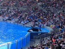 Show da Shamu.