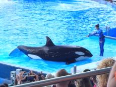 Show da Shamu. 