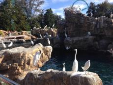 No Sea World.
