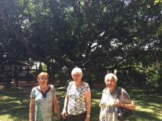 No Jardim Japonês em Caldas Novas. 