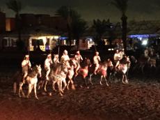 Show dos cavalos árabes após o jantar 
